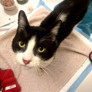 Romeo -  Domestic Short Hair Cat for Adoption in Los Angeles, California - Romeo | PetCurious