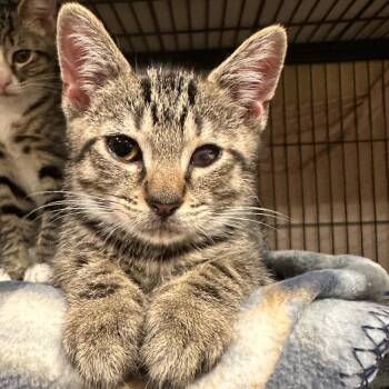Rescue Tabby Cats for Adoption in East Brunswick, New Jersey - Mr Whiskers | PetCurious