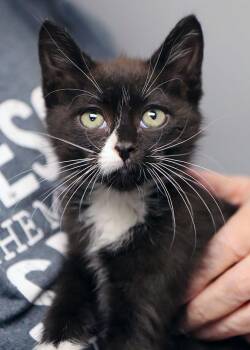Rescue Domestic Short Hair Cats for Adoption in Kansas City, Kansas - Allen (AO35285) | PetCurious