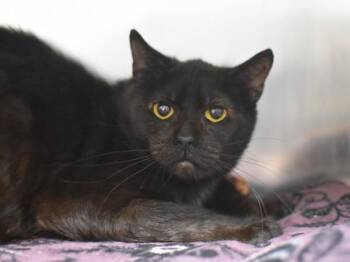 Domestic Short Hair Cats Available for Adoption in Portland, Oregon - Jax | PetCurious
