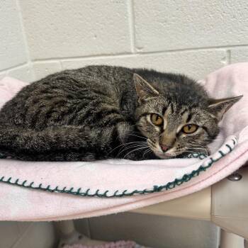 Domestic Short Hair Cats Available for Adoption in Rocky Mount, Virginia - Go-Gurt | PetCurious