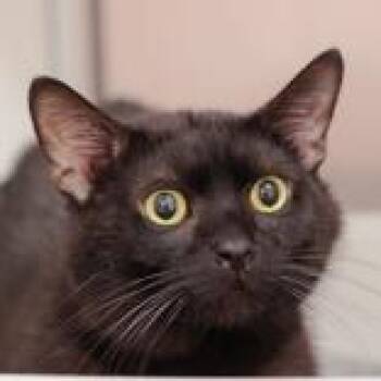 Joel -  Domestic Short Hair Cat for Adoption in Hilliard, Ohio - Joel | PetCurious