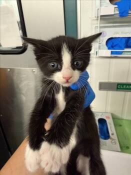Domestic Short Hair Cats Available for Adoption in Woodland, California - *ALLIE | PetCurious