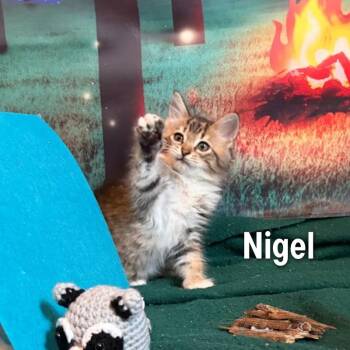Nigel -  Domestic Medium Hair Cat for Adoption in Oak Ridge, Tennessee - Nigel | PetCurious