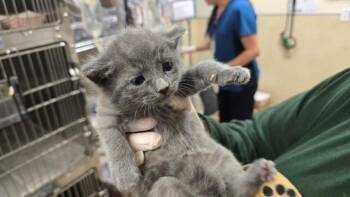 RANGO -  Domestic Short Hair Cat for Adoption in Riverside, California - RANGO | PetCurious