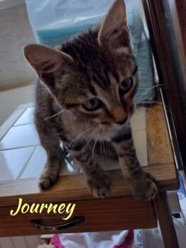 Rescue American Shorthair and Tabby Cats for Adoption in Shrewsbury, Massachusetts - Joyrney | PetCurious