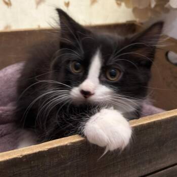 Lettuce -  American Shorthair Cat for Adoption in Newberg, Oregon - Lettuce | PetCurious