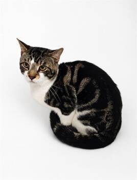 Domestic Short Hair Cats Available for Adoption in Winter Haven, Florida - COE | PetCurious