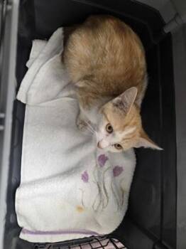 Manzana -  Domestic Short Hair Cat for Adoption in Sacramento, California - Manzana | PetCurious