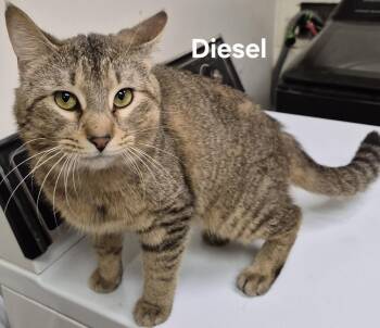 Domestic Short Hair Cats Available for Adoption in Kendallville, Indiana - Diesel | PetCurious