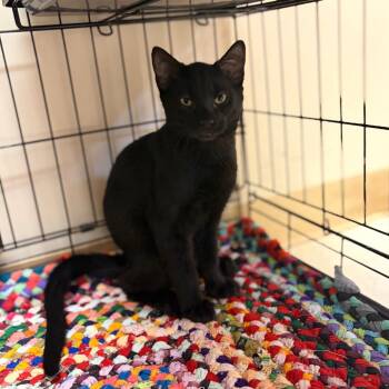 Nori -  Domestic Short Hair Cat for Adoption in Milan, Illinois - Nori | PetCurious