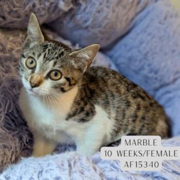 Marble -  Domestic Short Hair Cat for Adoption - Marble | PetCurious