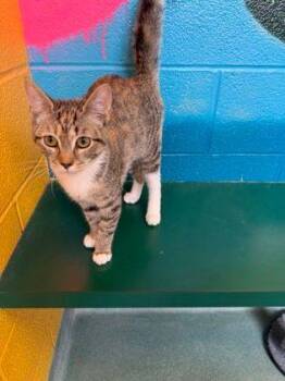 Cicely -  Domestic Short Hair Cat for Adoption in Williamsport, Pennsylvania - Cicely | PetCurious