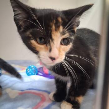 Clove -  Domestic Short Hair Cat for Adoption in Riverside, California - Clove | PetCurious