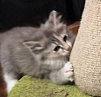 Domestic Medium Hair Cats Available for Adoption in Kansas City, Missouri - Heather | PetCurious