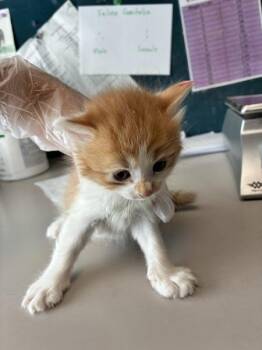 *Tumeric* -  Domestic Medium Hair Cat for Adoption in Salt Lake City, Utah - *Tumeric* | PetCurious