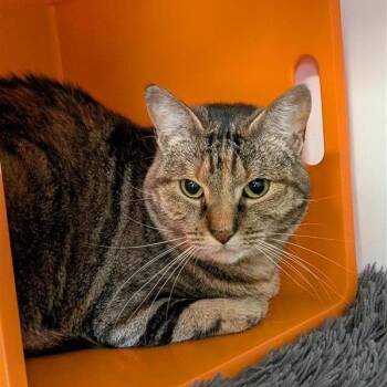 Butters -  Domestic Short Hair Cat for Adoption in Houston, Texas - Butters | PetCurious