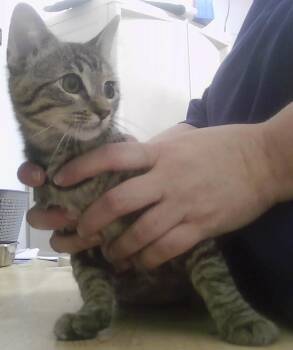 Thimble -  Domestic Short Hair Cat for Adoption in Dayton, Minnesota - Thimble | PetCurious