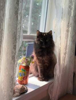 Rescue Domestic Long Hair Cats for Adoption in Brooks, Maine - Harriet | PetCurious