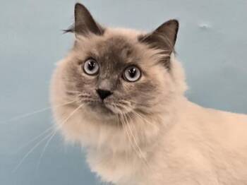 Stella -  Ragdoll and Domestic Short Hair Cat for Adoption in Minneapolis, Minnesota - Stella | PetCurious