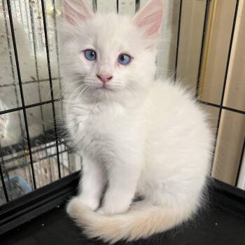 Rescue Siamese Cats for Adoption in Glendora, California - Leo M | PetCurious