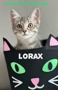Rescue Domestic Short Hair and Tabby Cats for Adoption in Toledo, Ohio - Lorax | PetCurious