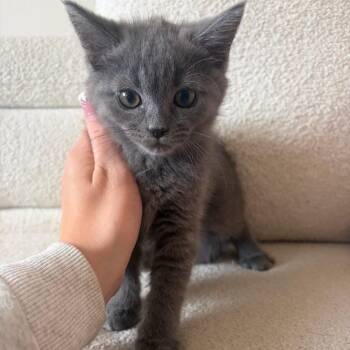 Ohr -  Domestic Short Hair Cat for Adoption in Rochester, Minnesota - Ohr | PetCurious