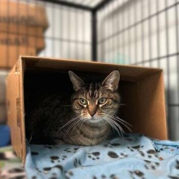 Mia Mia on the Wall -  Domestic Short Hair Cat for Adoption in Davenport, Iowa - Mia Mia On The Wall | PetCurious