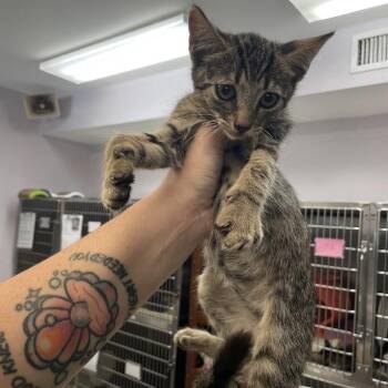 1200-C26 -  Domestic Short Hair Cat for Adoption in Port Charlotte, Florida - 1200-C26 | PetCurious