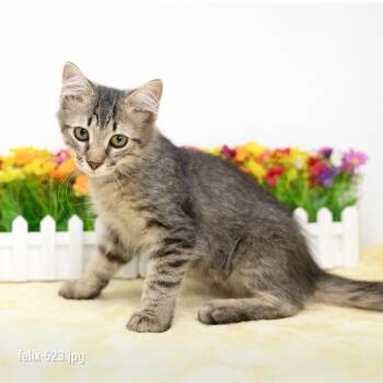 Felix -  Domestic Medium Hair Cat for Adoption in Durham, North Carolina - Felix | PetCurious