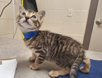 Domestic Short Hair Cats Available for Adoption in Westland, Michigan - Anteater | PetCurious