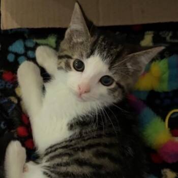 Tiger -  Domestic Short Hair Cat for Adoption in North Canton, Ohio - Tiger | PetCurious