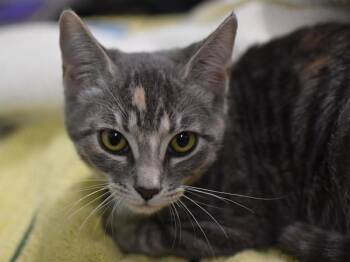 Sally -  Domestic Short Hair Cat for Adoption in Portland, Oregon - Sally | PetCurious