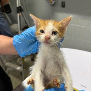 Baby Fudge -  Domestic Short Hair Cat for Adoption in Summerville, South Carolina - Baby Fudge | PetCurious