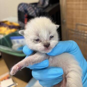 Denali -  Domestic Short Hair Cat for Adoption in Pasadena, California - Denali | PetCurious