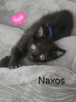 NAXOS -  Domestic Short Hair Cat for Adoption in Doral, Florida - NAXOS | PetCurious