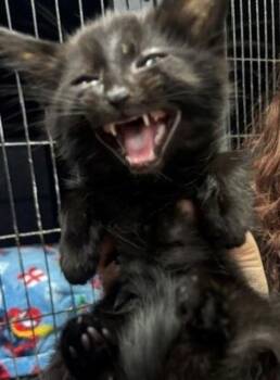 Domestic Short Hair Cats Available for Adoption in Campbellsville, Kentucky - Chuck | PetCurious