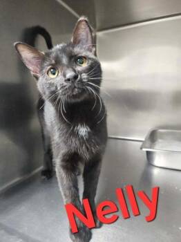 Nelly -  Domestic Short Hair Cat for Adoption in Sullivan, Indiana - Nelly | PetCurious