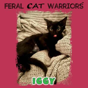 Iggy -  Domestic Medium Hair Cat for Adoption in Kingman, Arizona - Iggy | PetCurious