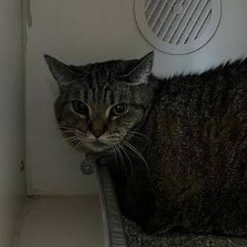 Grace -  Domestic Short Hair Cat for Adoption in Dearborn, Michigan - Grace | PetCurious