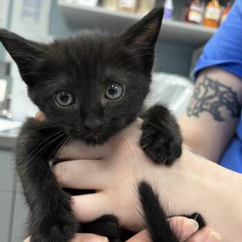 Domestic Medium Hair Cats Available for Adoption in Greensboro, North Carolina - Gabbana | PetCurious