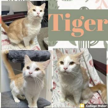 Tiger -  Domestic Short Hair Cat for Adoption in Clearfield, Pennsylvania - Tiger | PetCurious