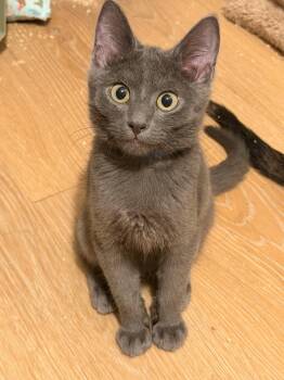 Flint -  Domestic Short Hair Cat for Adoption in Wheaton, Illinois - Flint | PetCurious