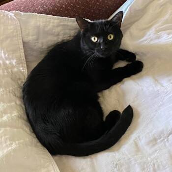 Mickey -  Domestic Short Hair Cat for Adoption in Goshen, Indiana - Mickey | PetCurious
