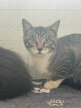 Socks -  Domestic Short Hair Cat for Adoption in Brookings, Oregon - Socks | PetCurious