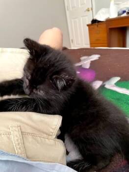 Domestic Short Hair Cats Available for Adoption in Hartsville, South Carolina - Chips | PetCurious