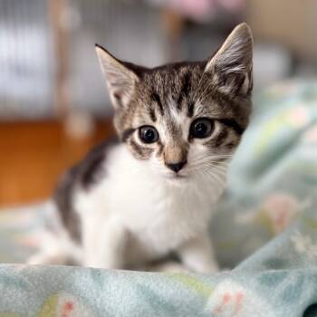 Maya -  Domestic Short Hair Cat for Adoption in Blackfoot, Idaho - Maya | PetCurious