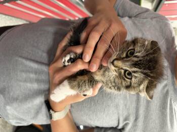 Lili -  Domestic Short Hair Cat for Adoption in Long Beach, California - Lili | PetCurious