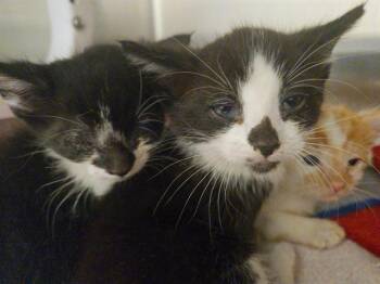 TUX -  Domestic Short Hair Cat for Adoption in Tustin, California - TUX | PetCurious