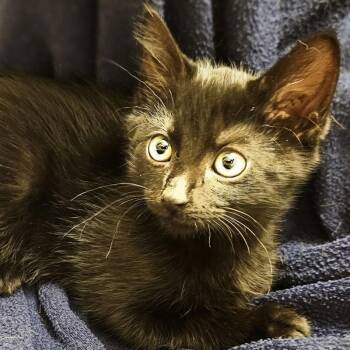 Dahlia -  Domestic Short Hair Cat for Adoption in Long Beach, California - Dahlia | PetCurious